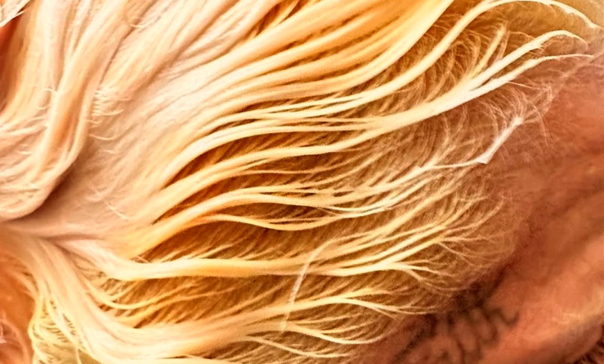 Image 3: Transform with Shampoo, Conditioner, Blow out, Highlights, & More 