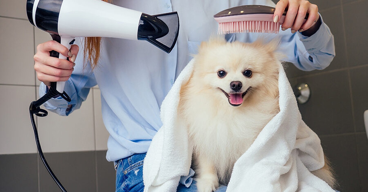 Full Grooming For Cats & Dogs – Small To Xl Breeds Full Grooming For Cats & Dogs – Small To Xl Breeds