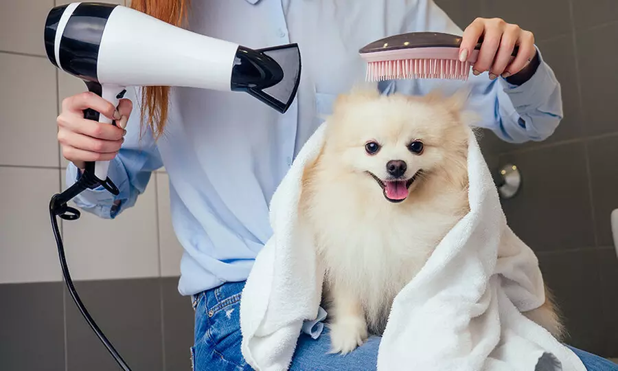 Full Grooming for Cats & Dogs – Small to XL Breeds