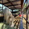 Image 1: Family Farm Experiences with Animal Encounters in San Antonio