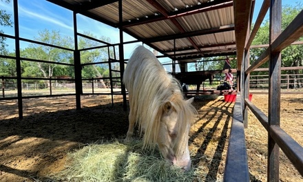 Owl Creek Farm (Petting Zoo, Hay Rides) -1 Person - Owl Creek Farm in San Antonio, TX