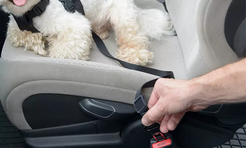 Lot de 2 ceintures de sécurité auto pour chien ou chat - Primary Image