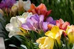 Lot de 40 bulbes de Freesia double mix de Perfect Plant Deal B.V. - Image 2