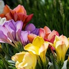 Image 2: Lot de 40 bulbes de Freesia double mix de Perfect Plant Deal B.V.