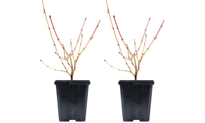 Image 6: One, Two or Three Hardy Cornus Winter Flame Potted Plants