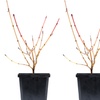 Image 6: One, Two or Three Hardy Cornus Winter Flame Potted Plants