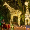 Image 1: Zoo Lights: A Dazzling Holiday Experience 
