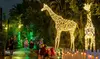 Experience the Magic of Zoo Lights at Palm Beach Zoo & Conservation Society
