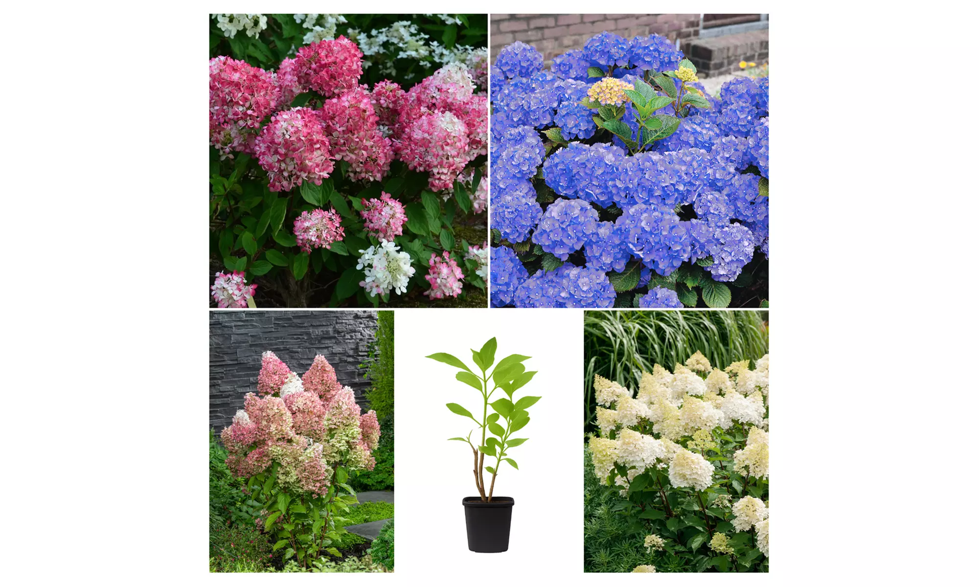 4x oder 8x Hortensien-Mix