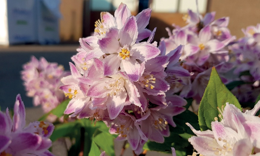 Image 3: Deutzia 'Raspberry Sundae' - One or Two Potted Plants  