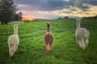 60-Minute Alpaca Experience at Stormcloud Alpacas, Strathaven–Perfect Christmas Gift! Up to 40% Off–From Only £9 - Image 3