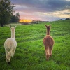 Image 3: Kids or Adult Ticket to 60-Minute Alpaca Meet & Greet Experience