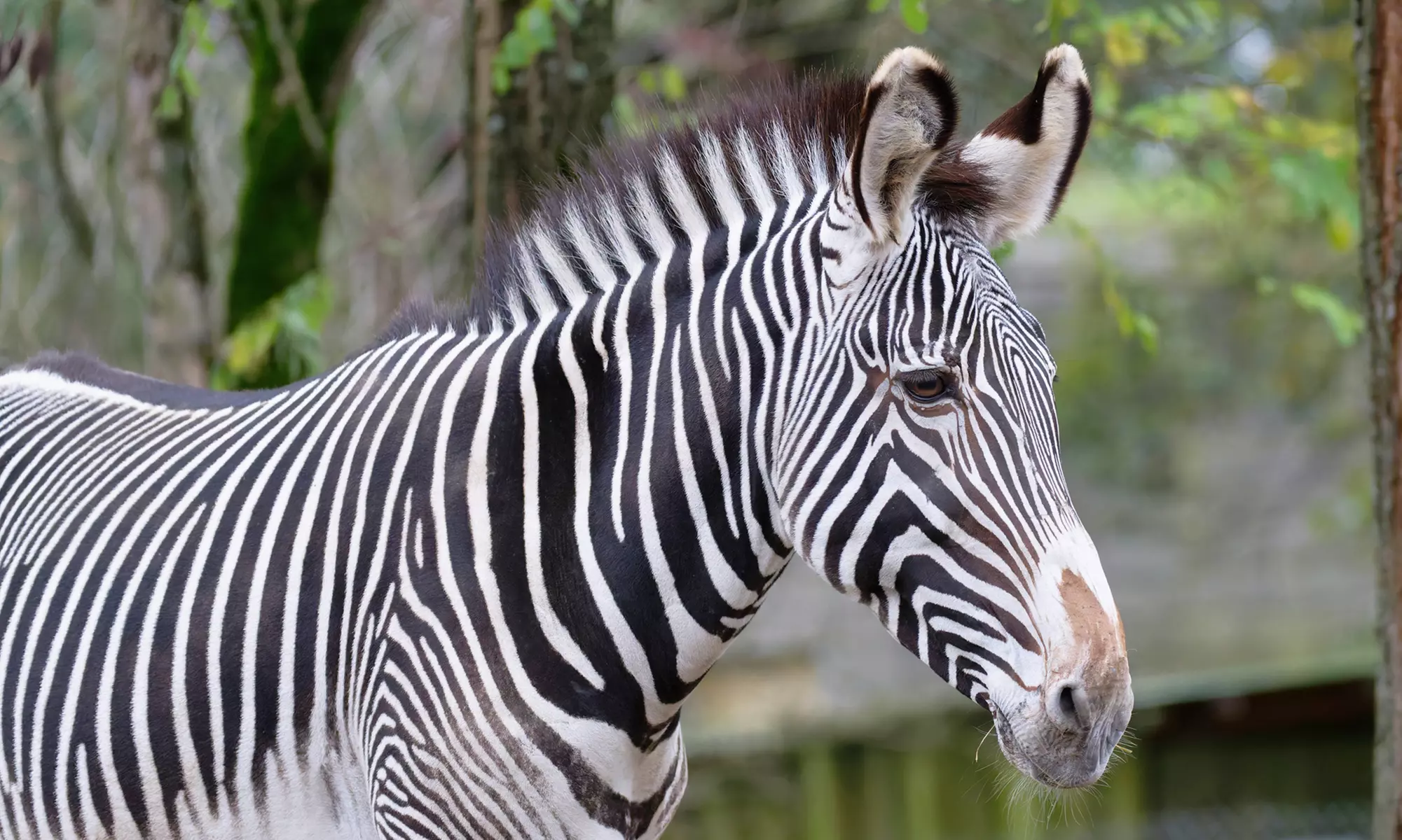 Vivre les missions d’un soigneur au Touroparc Zoo
