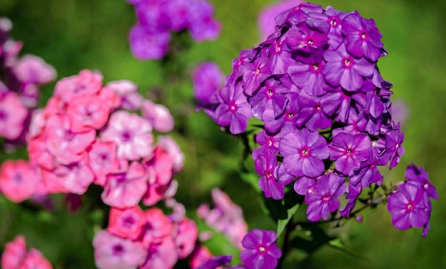 Image 10: Mixed Phlox Paniculata 'Fragrant Collection' - 3 or 12 Plants
