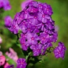 Image 10: Mixed Phlox Paniculata 'Fragrant Collection' - 3 or 12 Plants