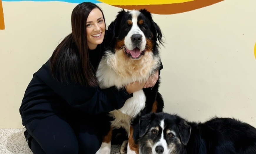 Image 12: Full Day of Doggy Day Care Or Get $50 or $100 Credit Dog Grooming