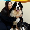 Image 12: Full Day of Doggy Day Care Or Get $50 or $100 Credit Dog Grooming