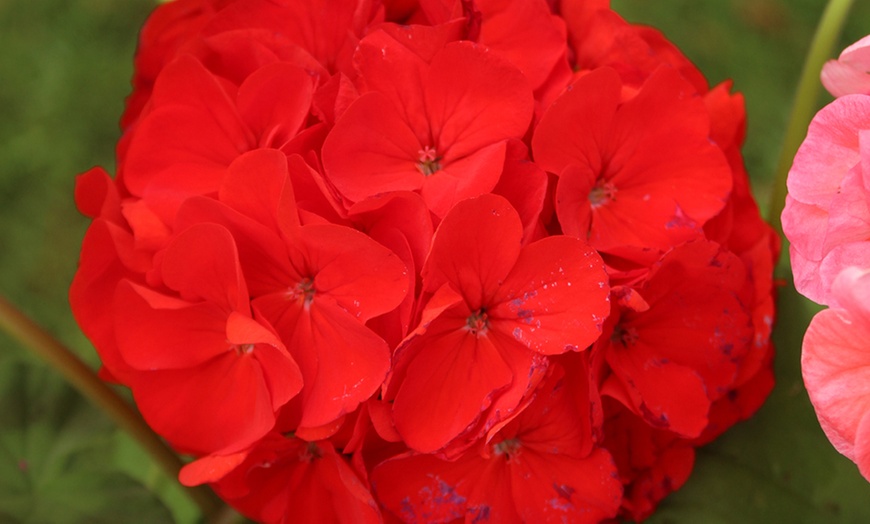 Image 6: 10 or 20 Geranium 'Parade Mix' Garden-Ready Plants