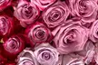 24ct Lavender & Magenta Bi-Color Valentine's Rose Bouquets from Rose Farmers Farm Fresh Roses (Up to 59% Off) - Second Medium