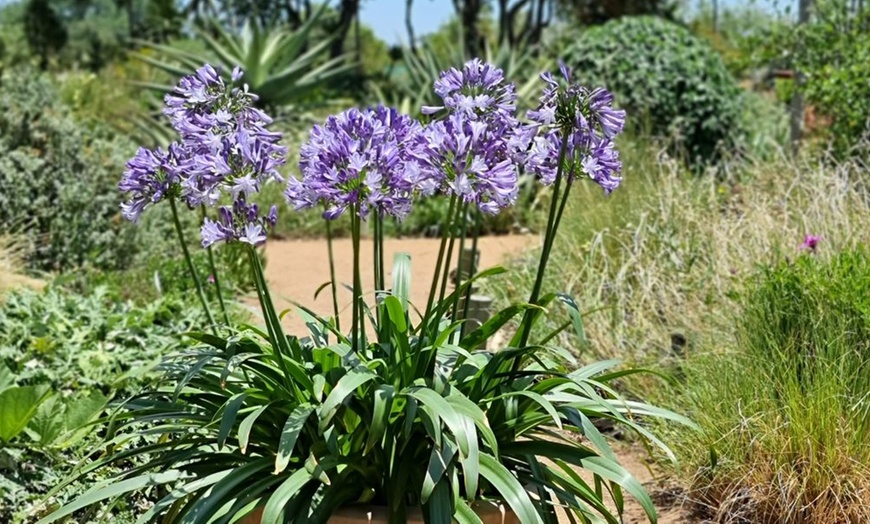 Image 9: One, Two or Three Agapanthus Potted Plant Collections 9cm