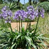 Image 9: One, Two or Three Agapanthus Potted Plant Collections 9cm