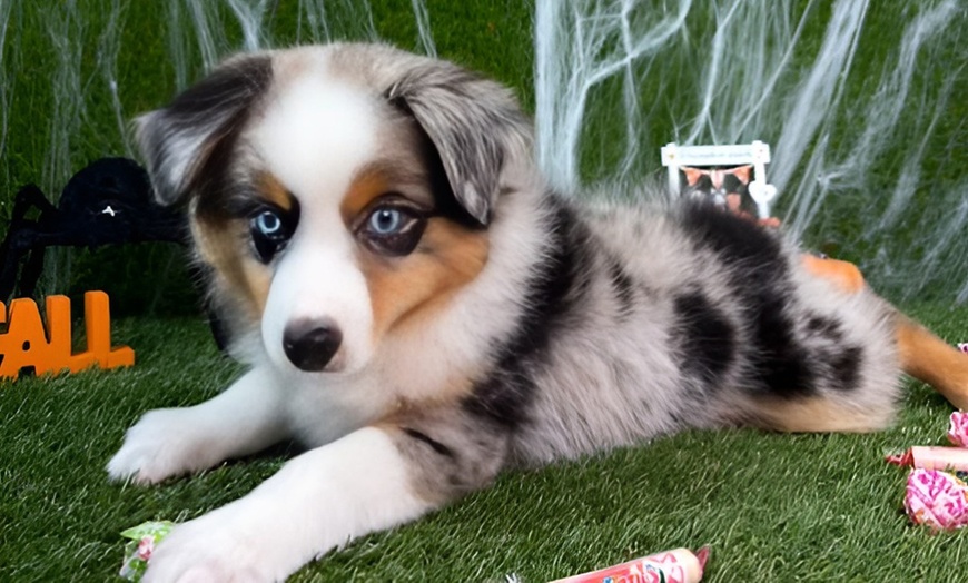 Image 6: Pamper Your Pup With Sanitary Groom & Freshness Packages For All Sizes