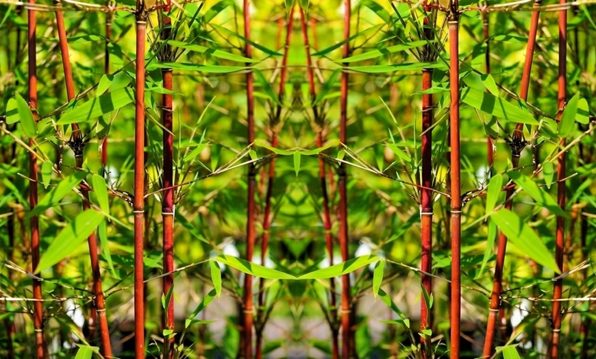 Image 10: 1 ou 2 plantes "Fargesia Red Dragon"