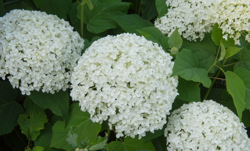 Image 2: Hydrangea Potted Plants - 1, 2 or 3 Potted Plants