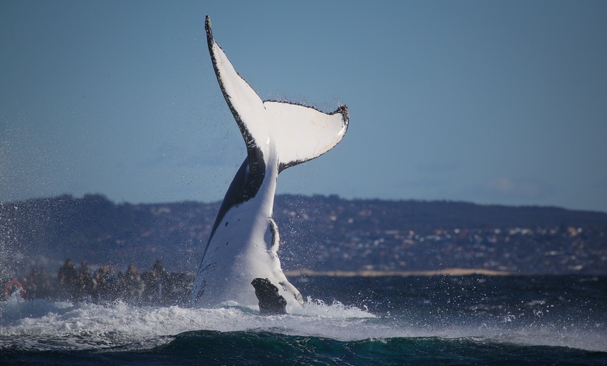 Image 3: Join Whale Watching Sydney for a 2-Hour Express Whale Watching Cruise