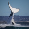 Image 3: Join Whale Watching Sydney for a 2-Hour Express Whale Watching Cruise