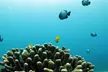 Sunset Dolphin Watch & Snorkel Cruise with Dinner and Cocktails for One Adult | Child | Infant (Up to 16% Off) - Second Medium
