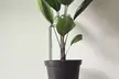 6 Pack Plant Stakes for Flowers Metal Single Stem Plant Support Rings 16 inch - Second Medium