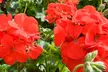 Geranium 'Best Red' - 12, 30 or 60 Plants - Image 7