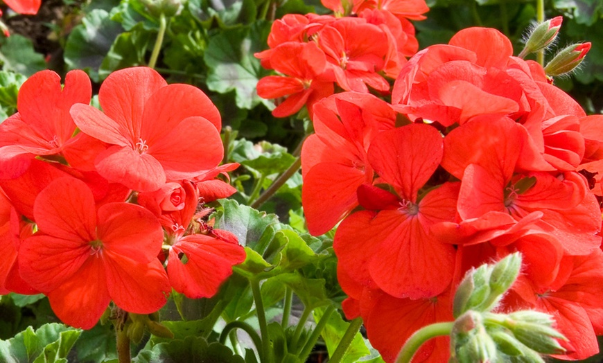 Image 7: Geranium 'Best Red' - 12, 36 or 72 Plants