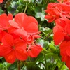 Image 7: Geranium 'Best Red' - 12, 36 or 72 Plants