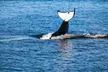 3-3.5 Hr Guaranteed Whale Watch Tour – the Pacific Northwest Adventures (Up to 17% Off) - Second Medium