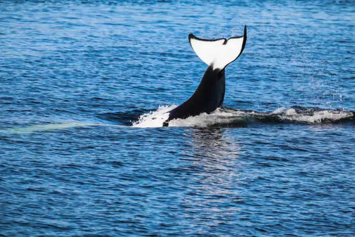 3-3.5 Hour Guaranteed Whale Watch Tour with Island Adventures