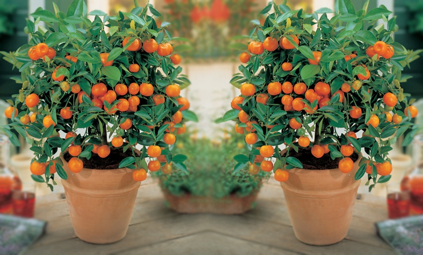 Image 7: Mediterranean Patio Fruit Collection