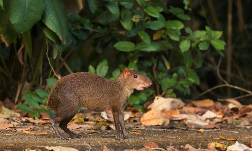 Image 24: ✈ 12-Day Ultimate Costa Rica RoadTrip w/ Air, Hotel & Car from Worldee