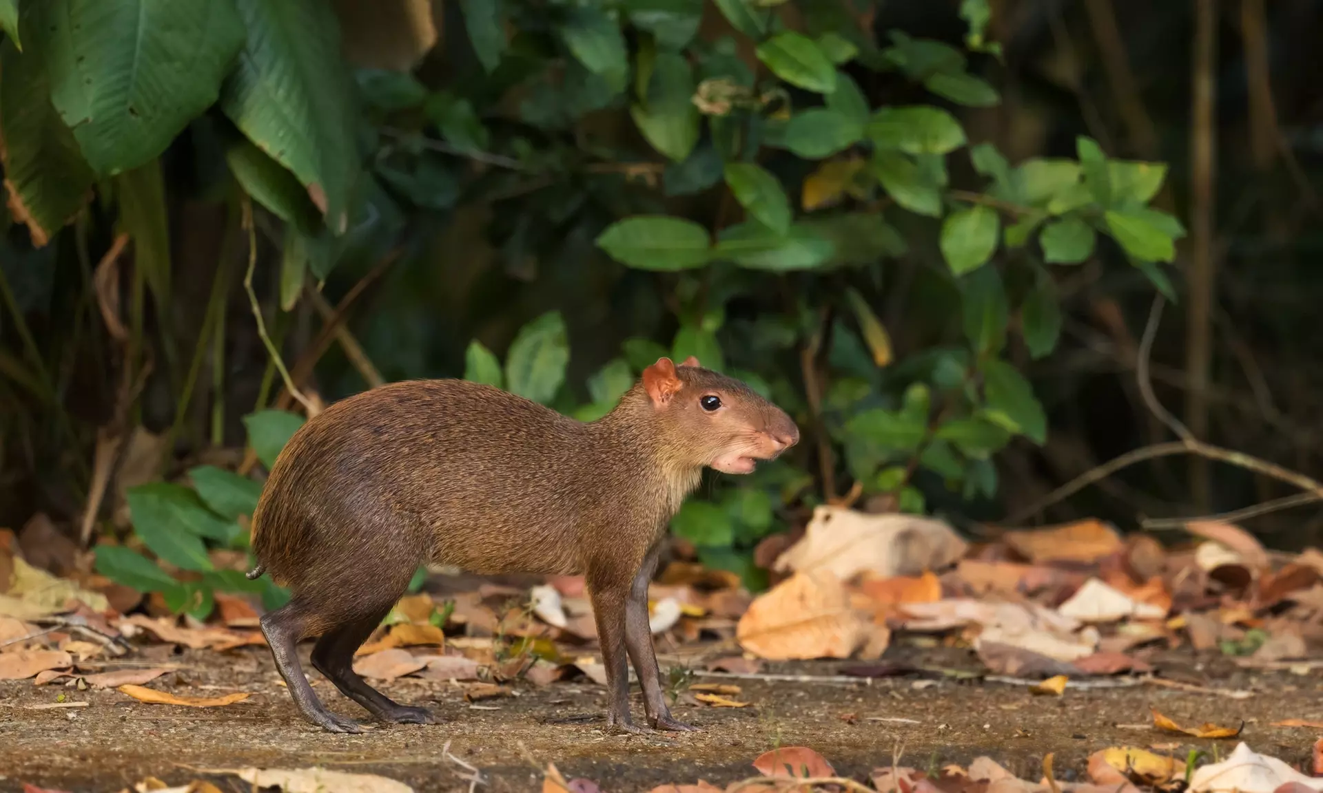 ✈ 12-Day Ultimate Costa Rica RoadTrip w/ Air, Hotel & Car from Worldee