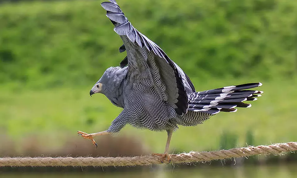 Discover Diverse Wildlife this Easter with Immersive Animal Experiences at Banham Zoo Norwich