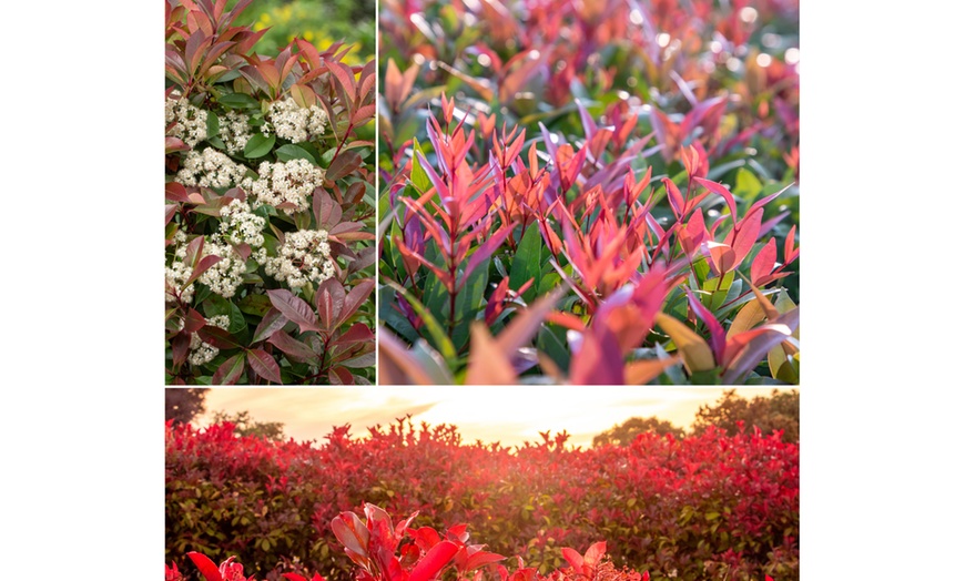Image 3: 3 ou 6 plants de photinia fraseri "Red Robin"