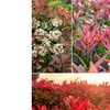 Image 3: 3 ou 6 plants de photinia fraseri "Red Robin"