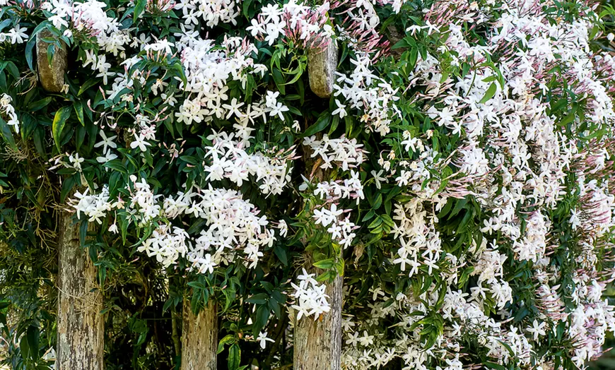 Image 4: Up to Three Officinale Jasmine Plants 9cm