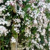 Image 4: Up to Three Officinale Jasmine Plants 9cm