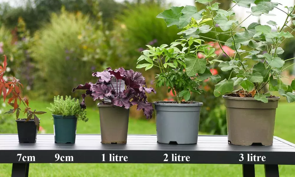 Climbing Scented Star Jasmine Potted Plants