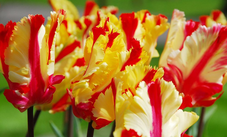 Image 2: Sunset-Coloured Tulip Bulb Collection 