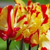 Image 2: Sunset-Coloured Tulip Bulb Collection 