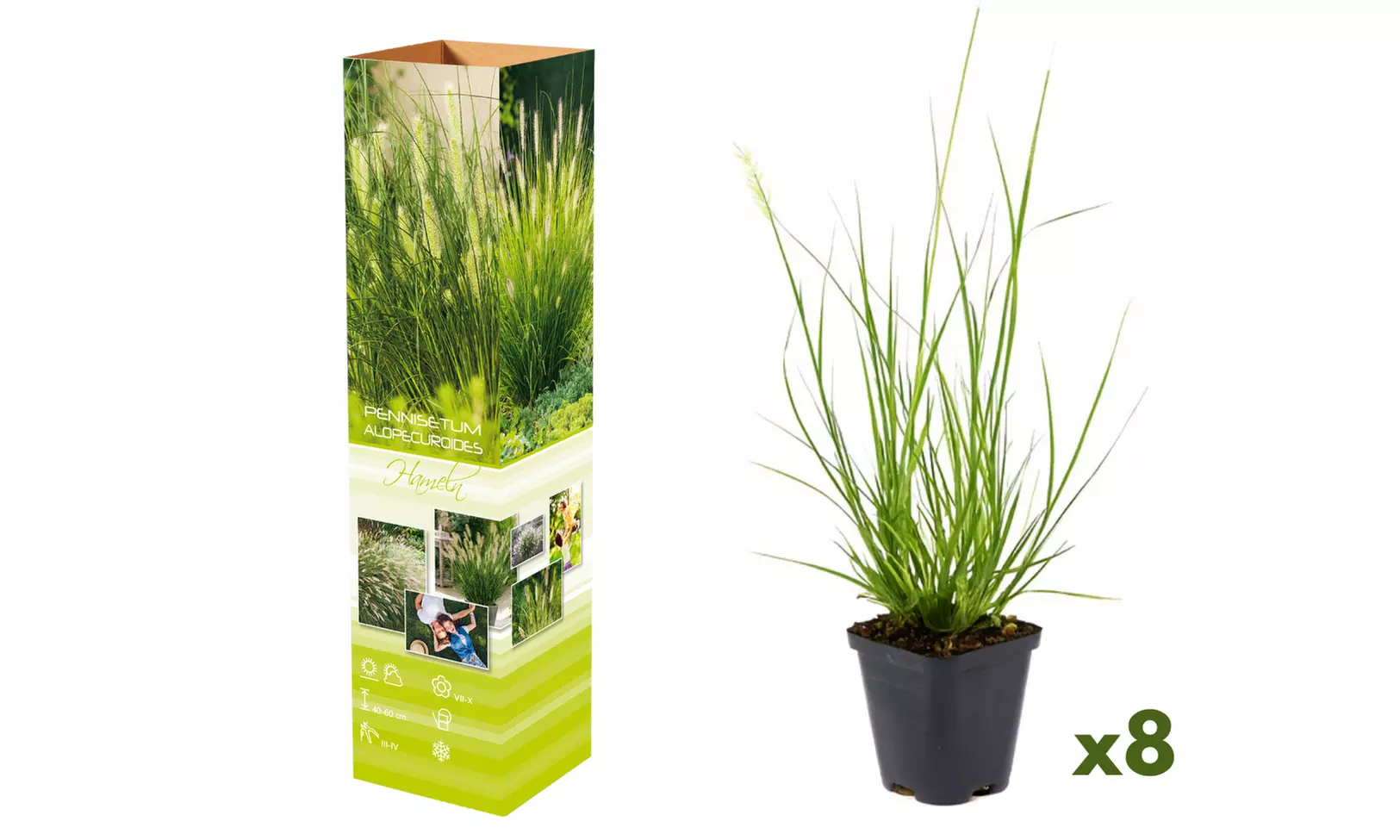 Set da 4 o 8 piante di erba Lambre, Pennisetum alap. 'Hameln' - Image 4