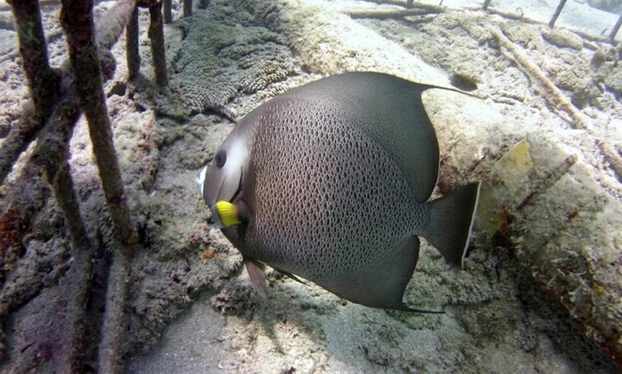 Image 4: Fun Snorkeling Reef Trip to Enjoy Solo or with Your Squad with a Guide